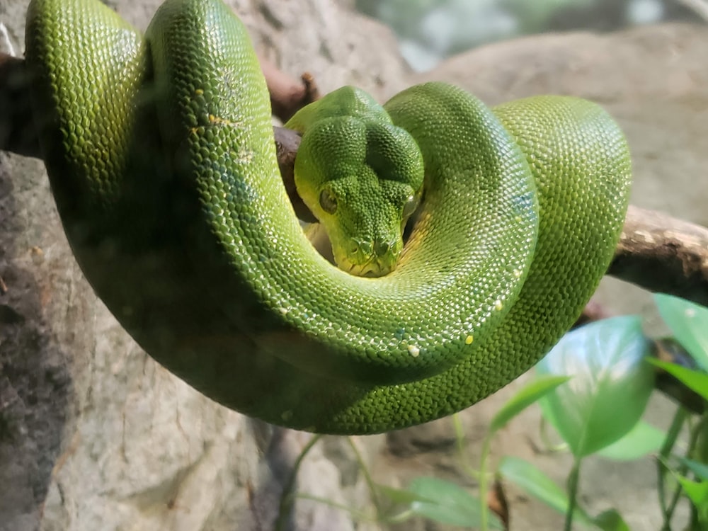 a green snake curled up on a branch