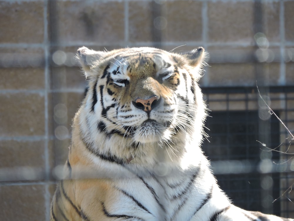 Ein weißer Tiger sitzt vor einer Ziegelmauer