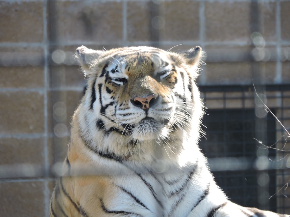a white tiger sitting in front of a brick wall