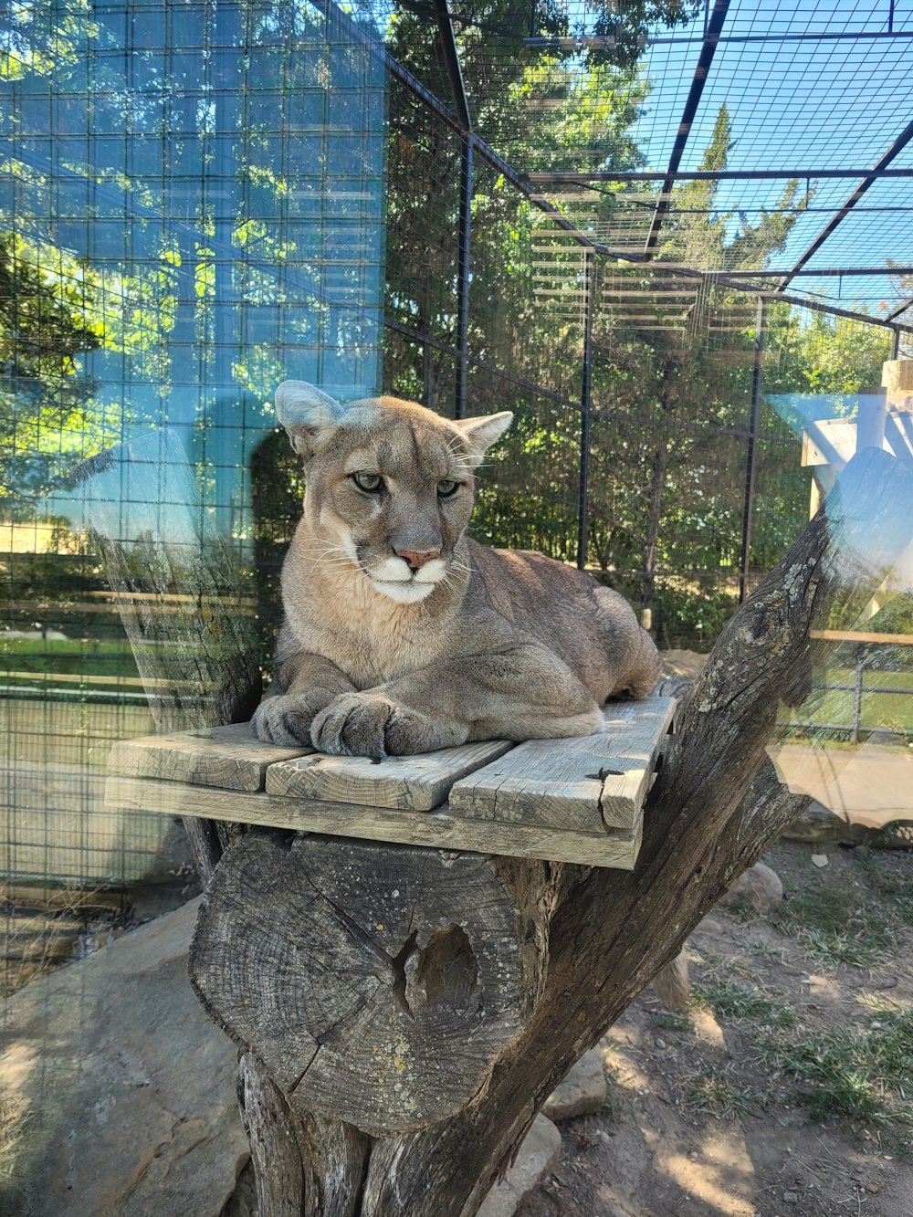 a large cat sitting on top of a tree stump