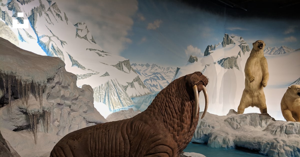 A couple of animals that are sitting on some rocks photo – Free Usa ...