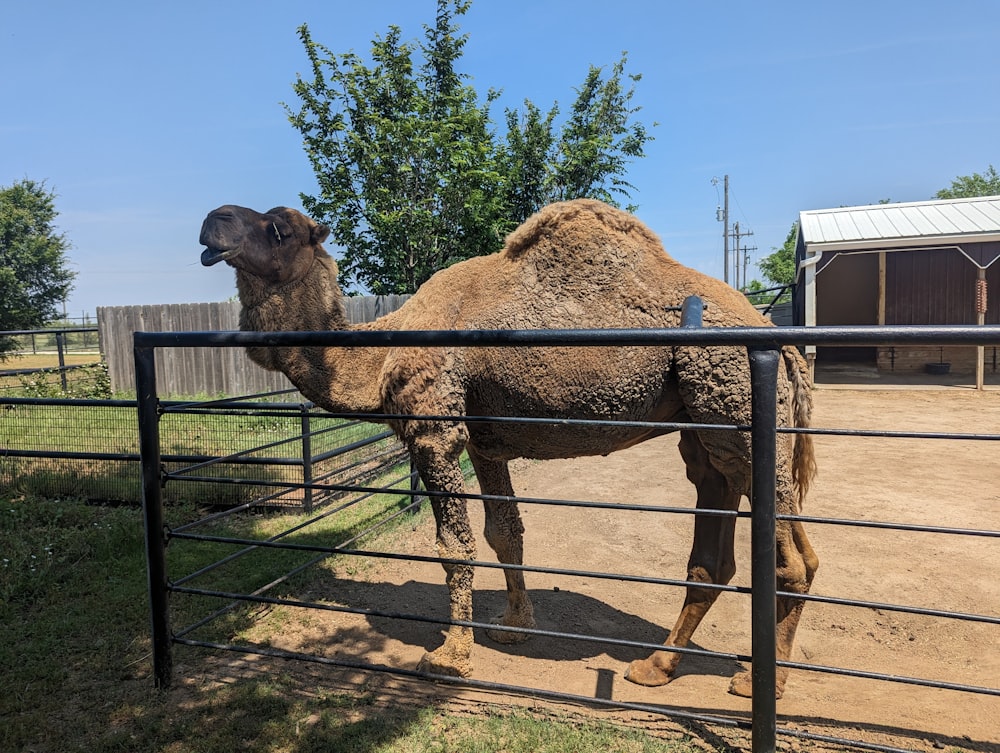 um camelo parado em uma área cercada