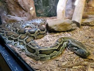 A large snake with intricate scale patterns is resting on a bed of wood chips, surrounded by rocks and logs. It appears to be housed in a simulated natural habitat, possibly within a terrarium.