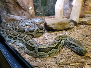 A large snake with intricate scale patterns is resting on a bed of wood chips, surrounded by rocks and logs. It appears to be housed in a simulated natural habitat, possibly within a terrarium.