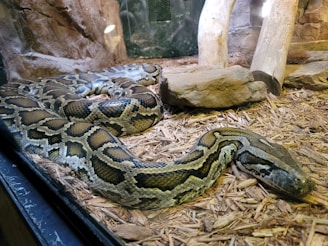 A large snake with intricate scale patterns is resting on a bed of wood chips, surrounded by rocks and logs. It appears to be housed in a simulated natural habitat, possibly within a terrarium.