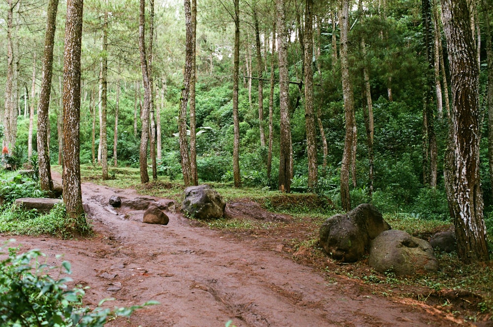 Una strada sterrata in mezzo a un bosco