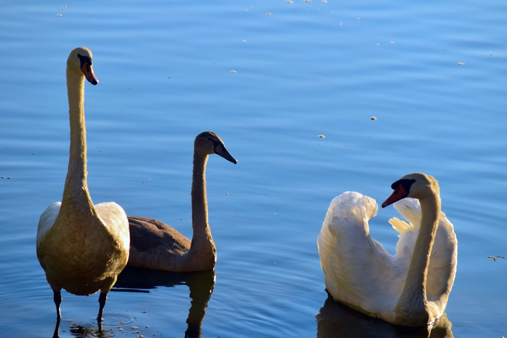 um grupo de cisnes nadando no topo de um lago