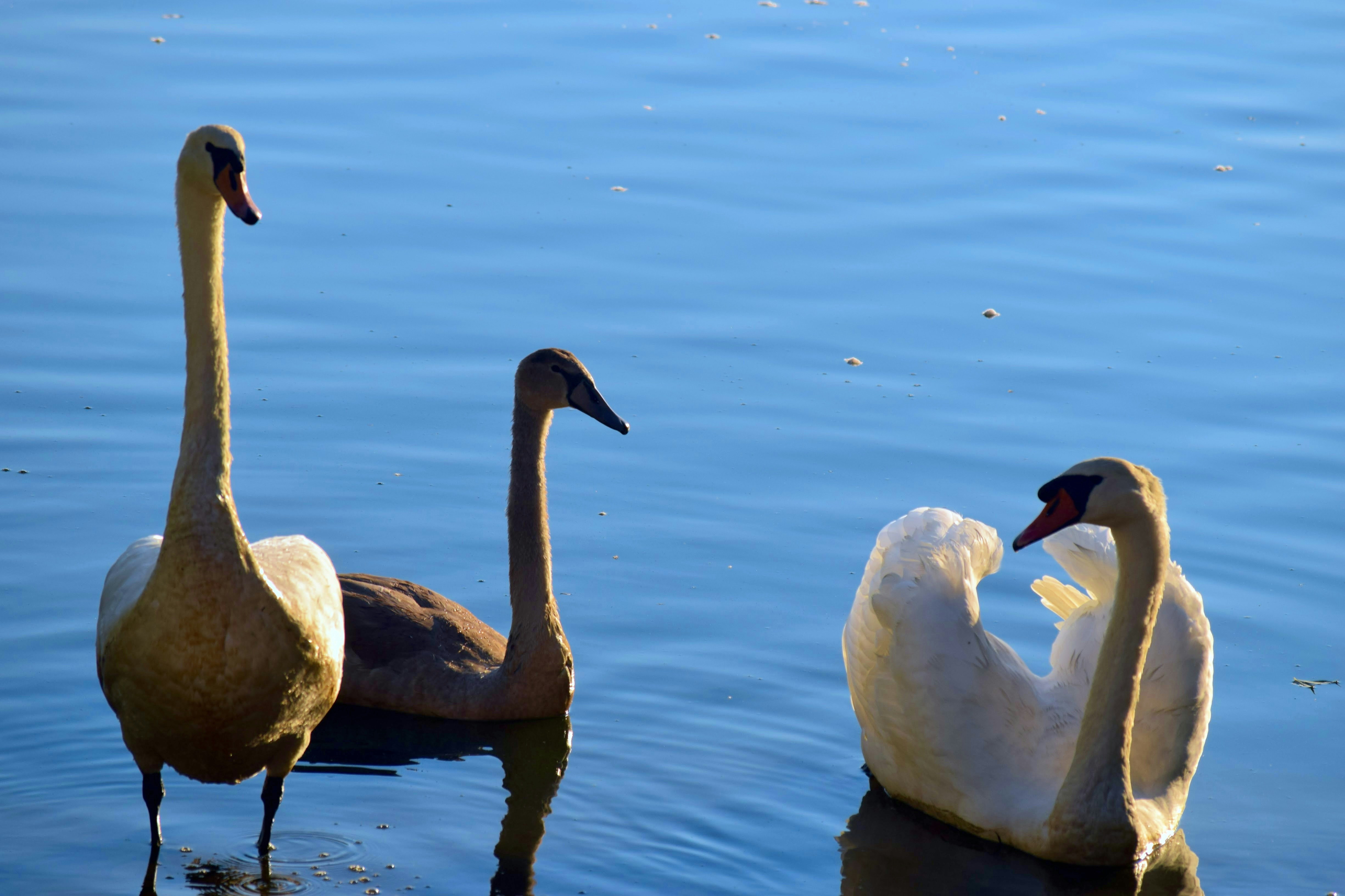 a group of swans swimming on top of a lake