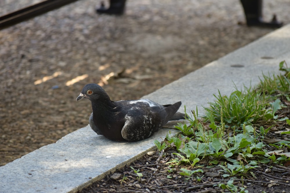 a black and white bird sitting on a sidewalk