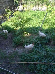 A garden area with lush green foliage covering the ground. Three white chickens are scattered in the garden, pecking around. The background includes a bamboo fence and some trees with more greenery.