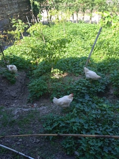 A garden area with lush green foliage covering the ground. Three white chickens are scattered in the garden, pecking around. The background includes a bamboo fence and some trees with more greenery.