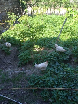 A garden area with lush green foliage covering the ground. Three white chickens are scattered in the garden, pecking around. The background includes a bamboo fence and some trees with more greenery.