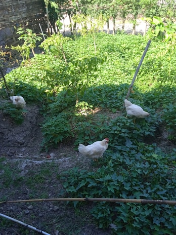 A cozy corner of the garden with chickens pecking near blooming marigolds and fresh vegetable beds.