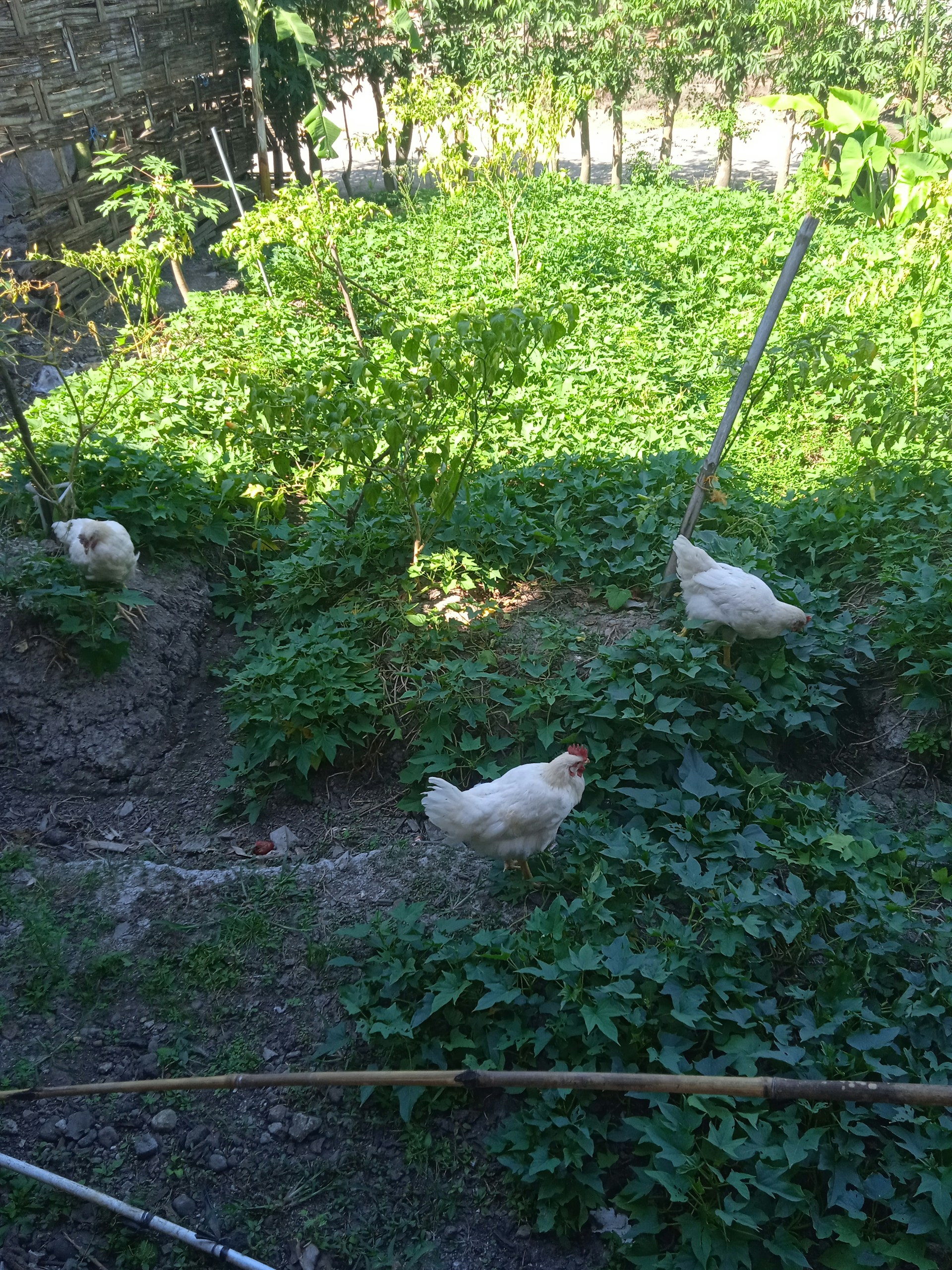 black and white bed linen