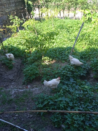 A garden area with lush green foliage covering the ground. Three white chickens are scattered in the garden, pecking around. The background includes a bamboo fence and some trees with more greenery.