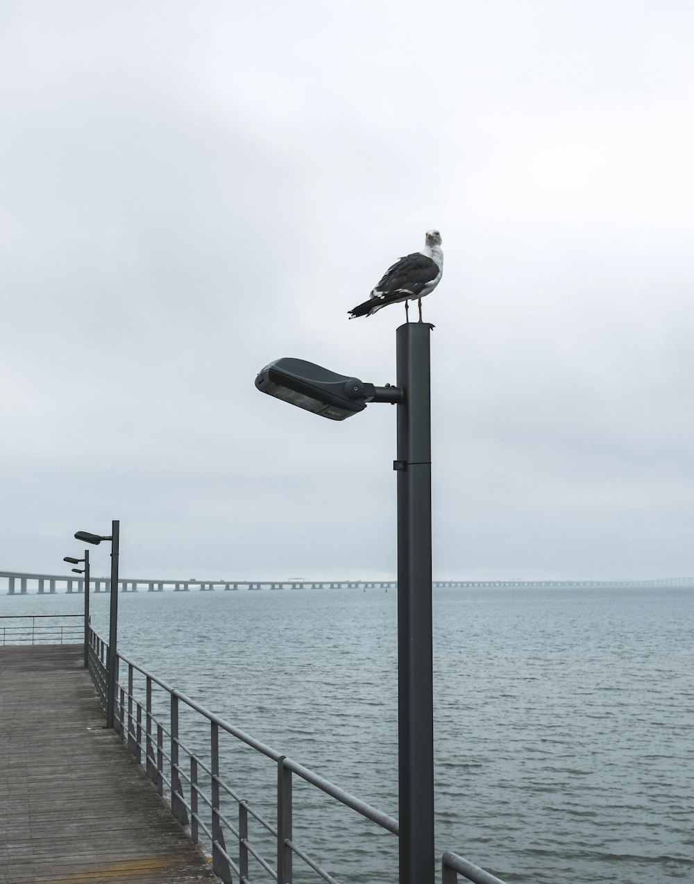 a seagull sitting on top of a street light next to the ocean