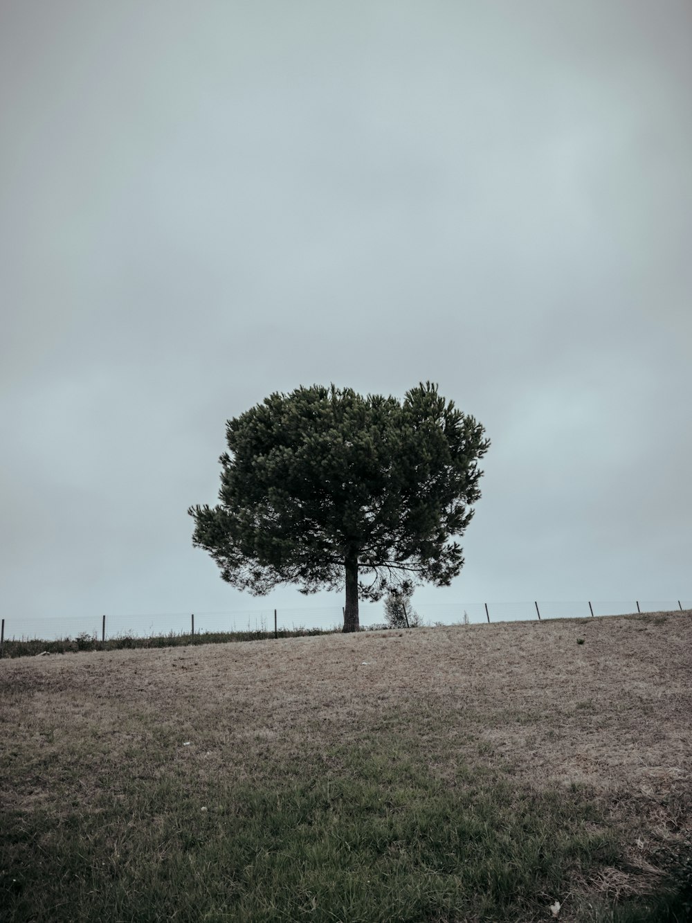 a lone tree in a field with a fence in the background