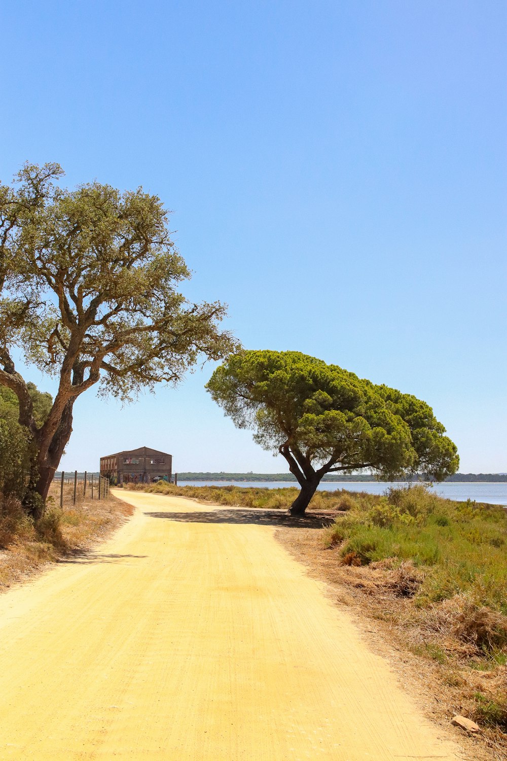 ein Feldweg mit einem Baum an der Seite