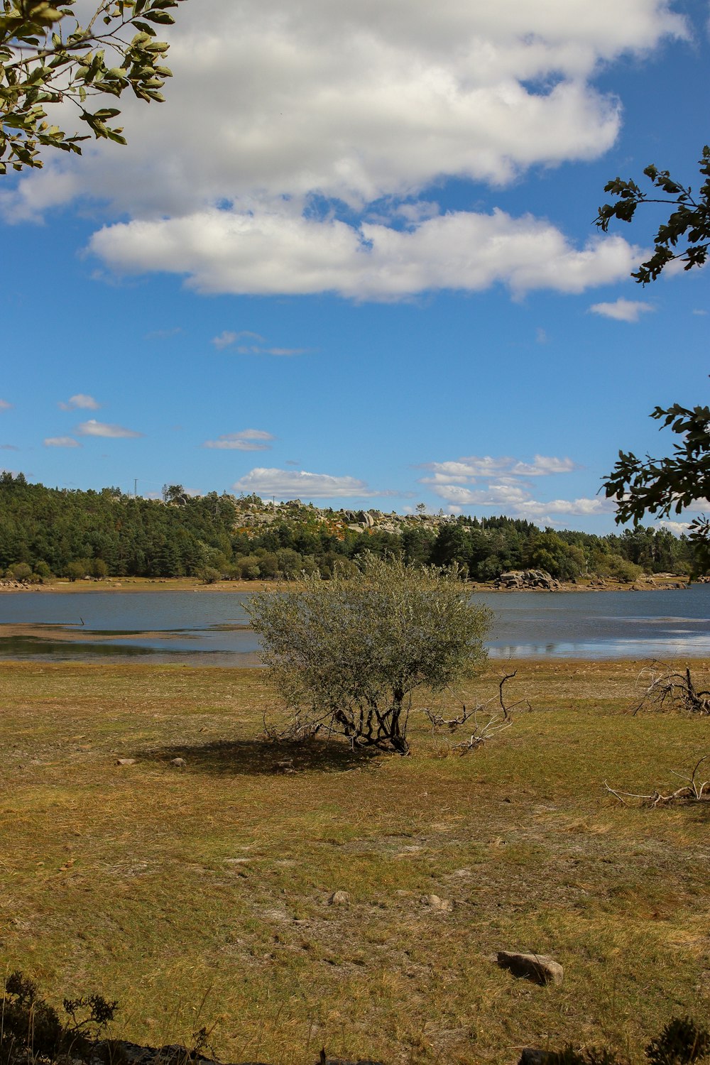 a lone tree in a grassy field next to a lake