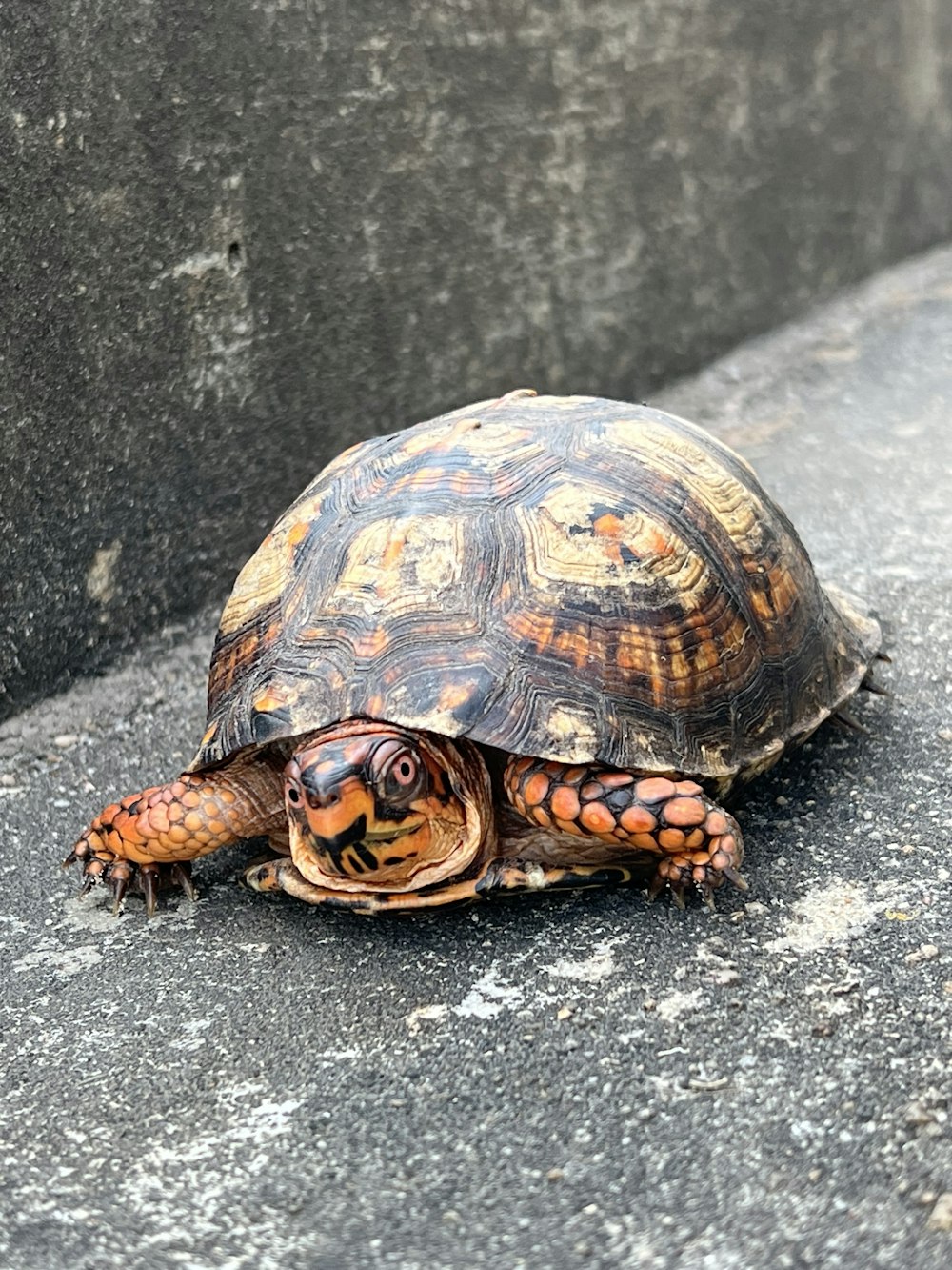 a small turtle is sitting on the ground