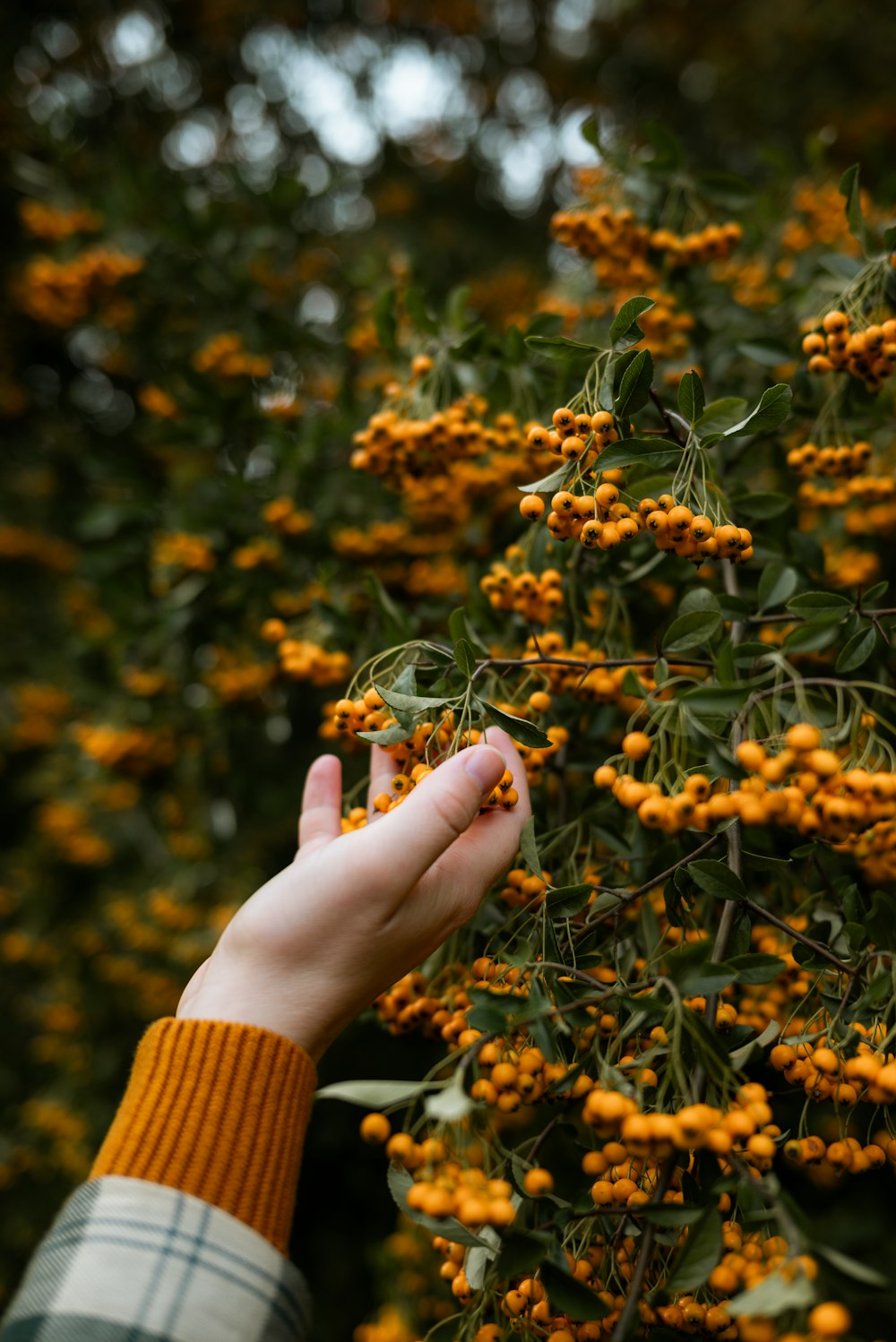 a hand reaching for a plant with yellow flowers