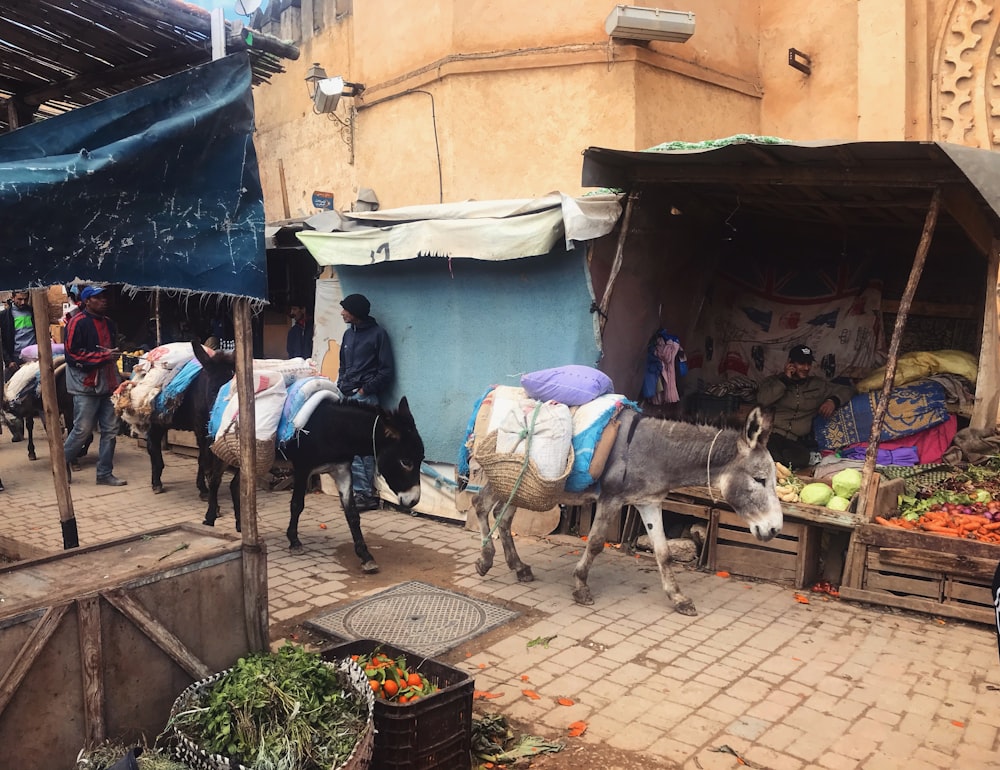 a couple of donkeys that are standing in the street