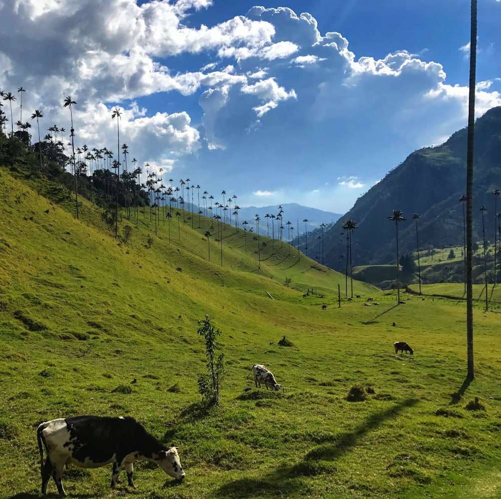 a herd of cattle grazing on a lush green hillside