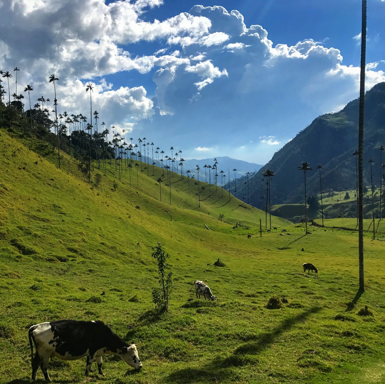 Cattle grazing on green hillside pasture