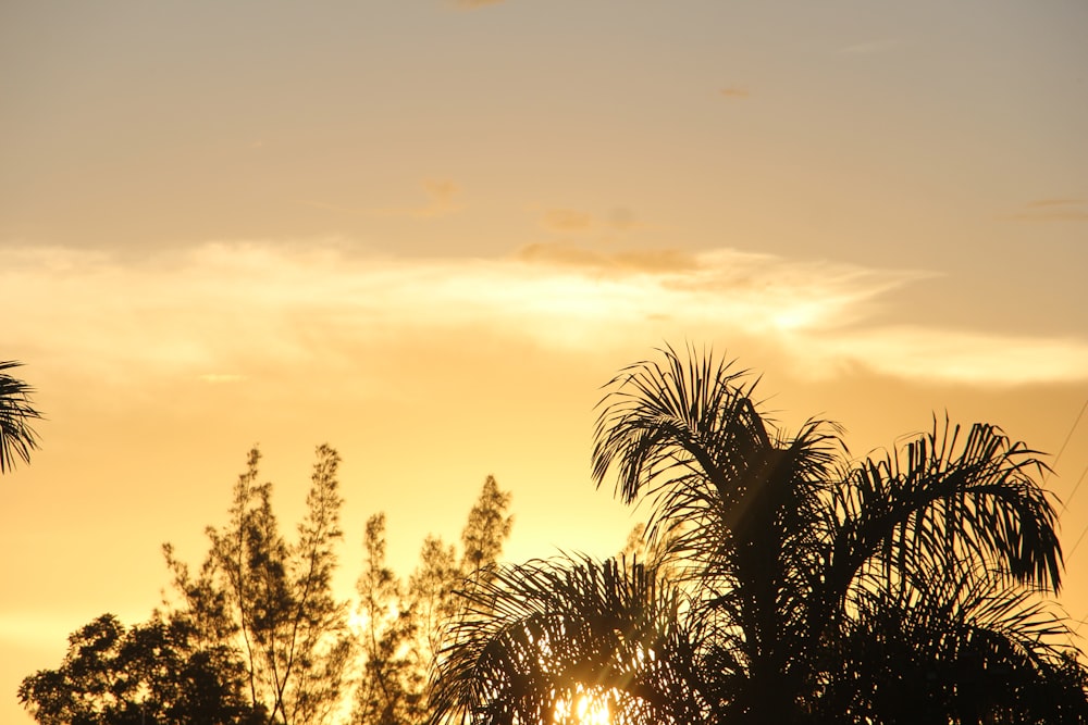 the sun is setting behind some palm trees