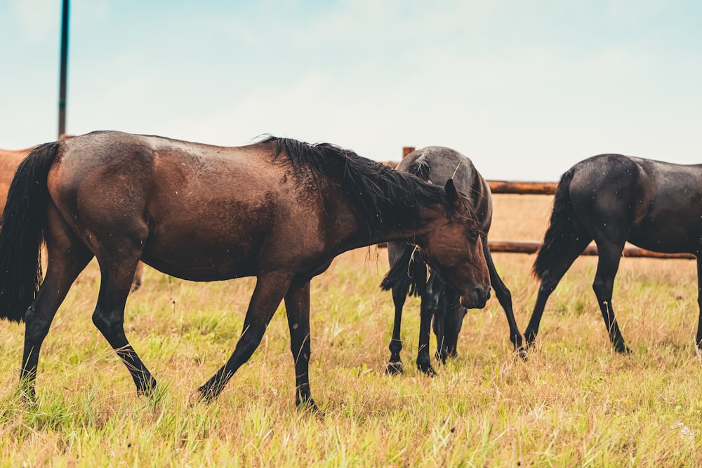 a group of horses grazing on a dry grass field
