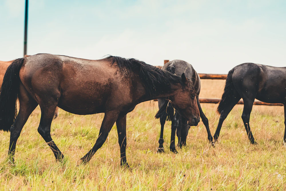 Horses grazing on a dry grass field