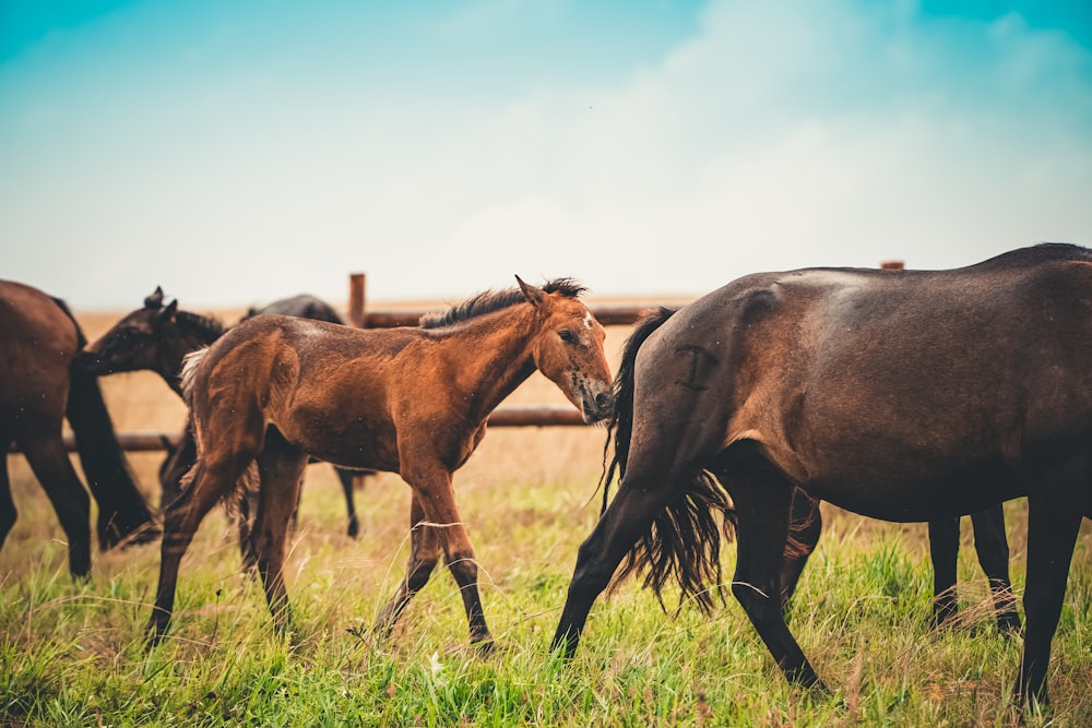 a group of horses grazing in a field