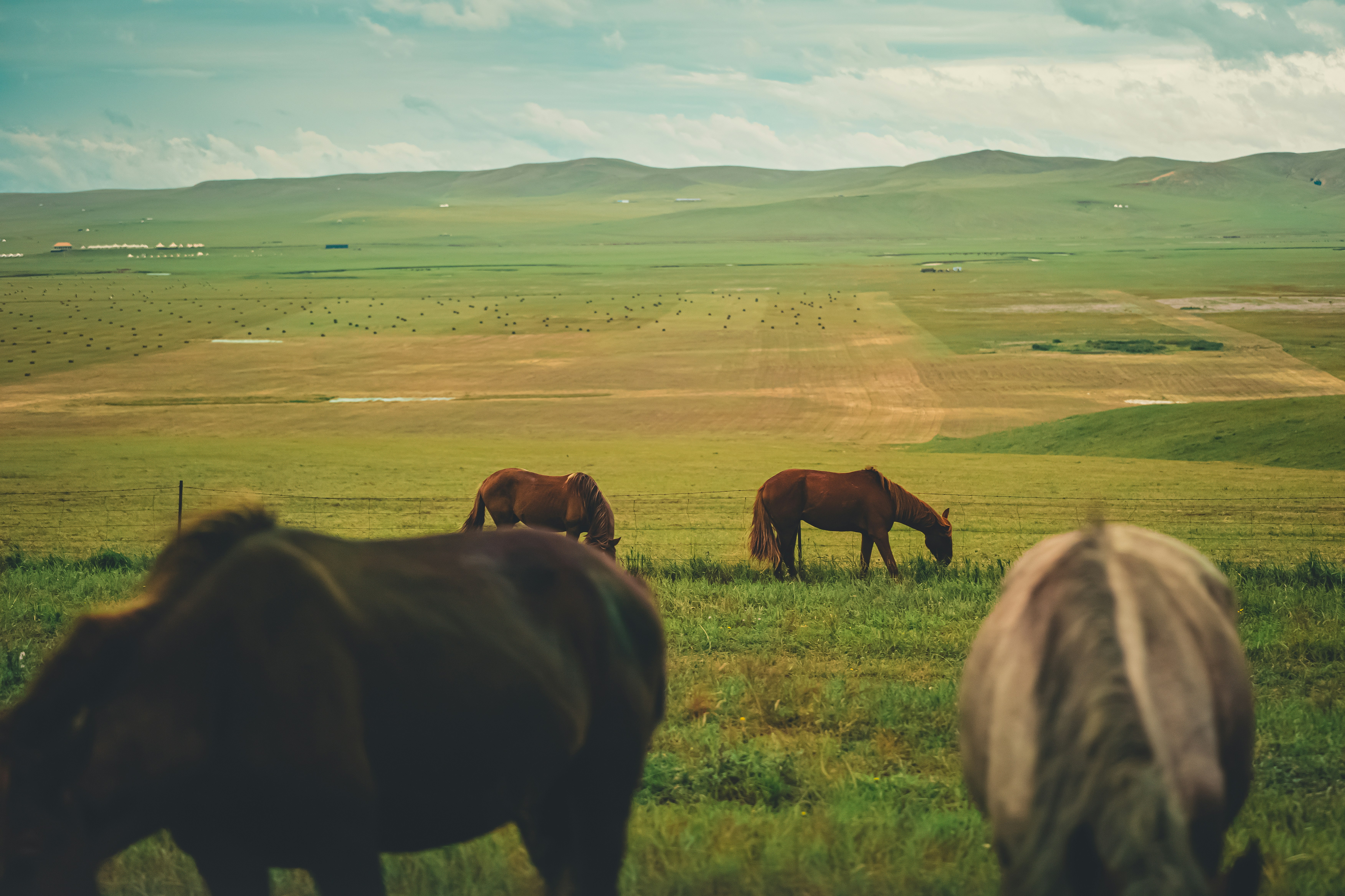 a herd of horses grazing on a lush green field
