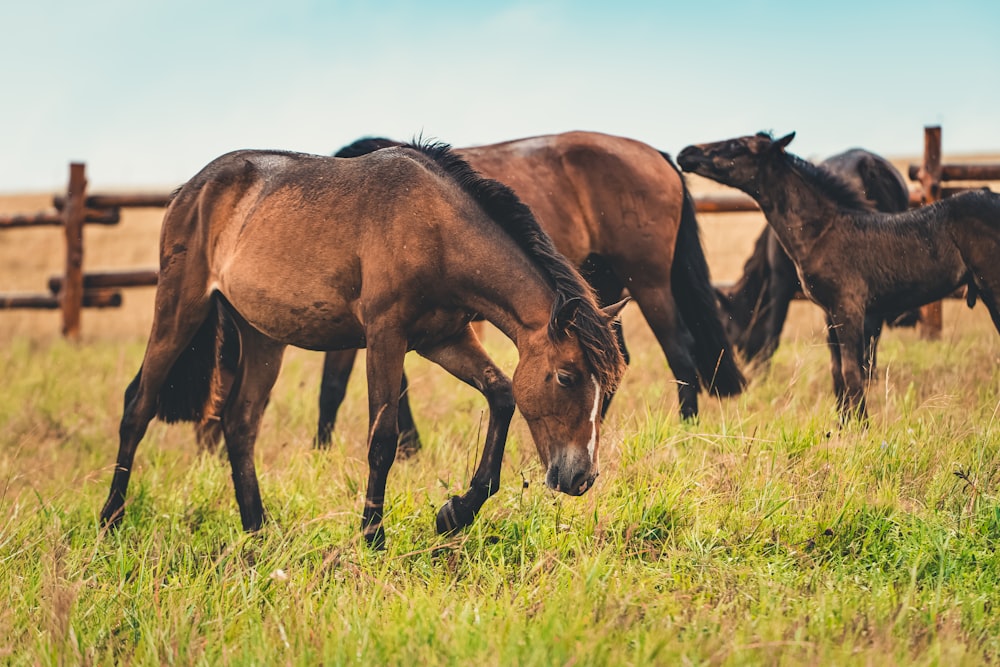 a group of horses standing on top of a grass covered field