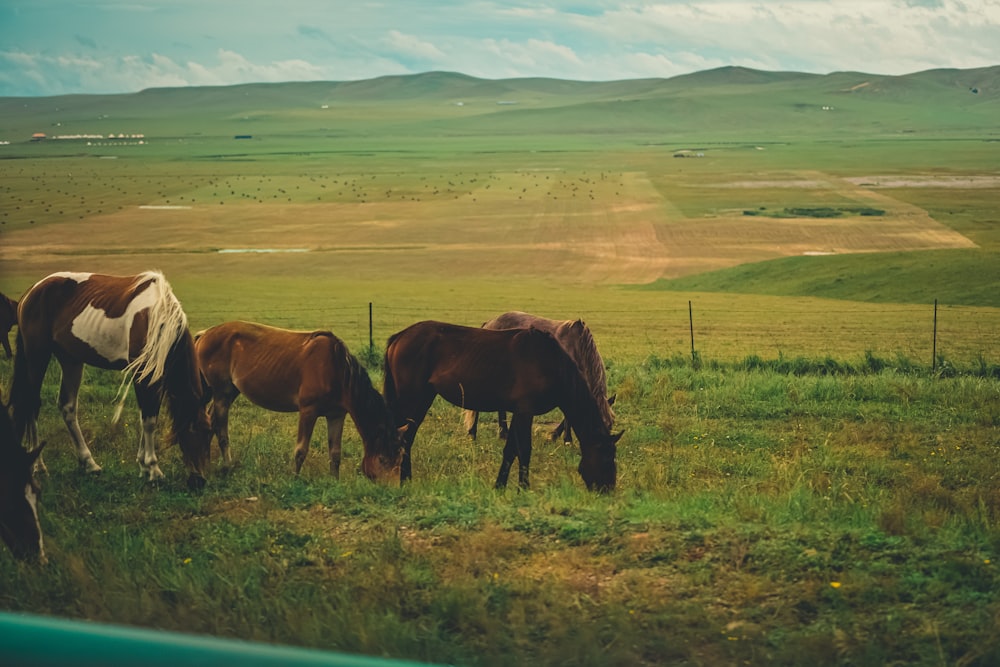 a group of horses grazing on a lush green field