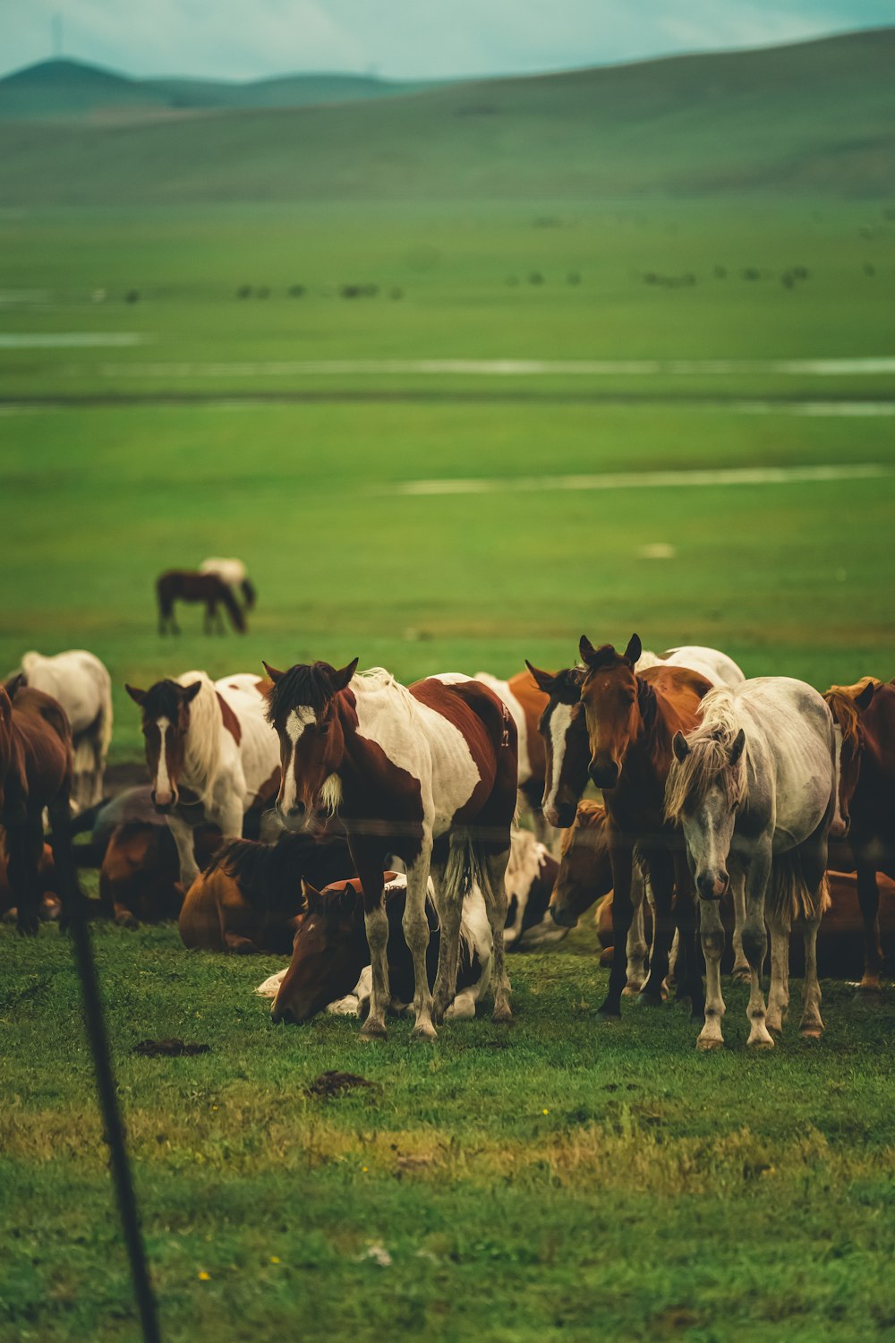 a herd of horses standing on top of a lush green field