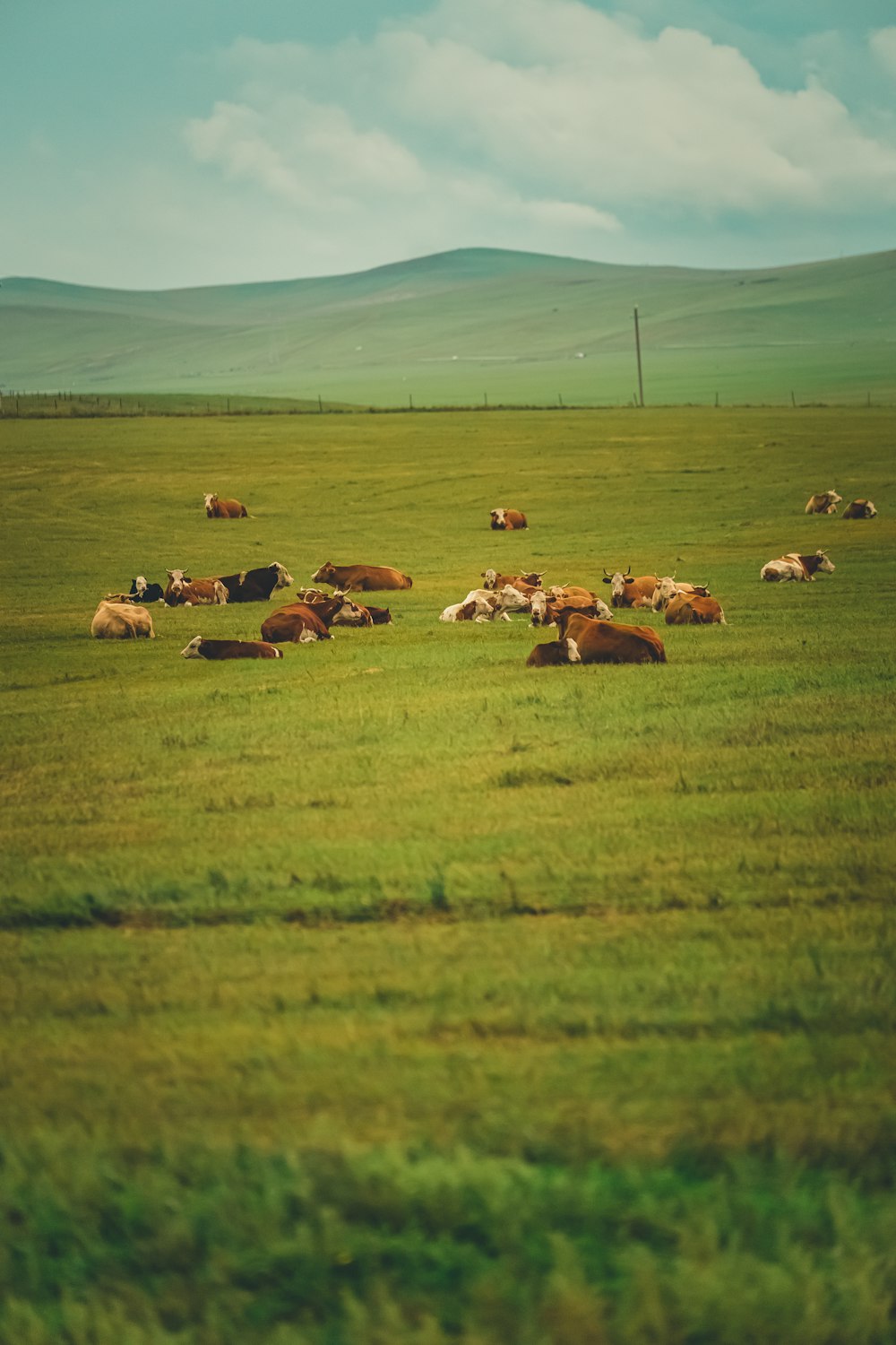 a herd of cattle grazing on a lush green field