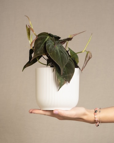 Hands holding a small potted plant wrapped with a gold ribbon