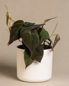 Rhaphidophora Tricolor