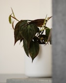 A houseplant with dark green heart-shaped leaves sits in a white ceramic pot. The plant is placed on a flat surface with a neutral-colored background, creating a minimalistic and serene ambiance.