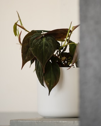 A houseplant with dark green heart-shaped leaves sits in a white ceramic pot. The plant is placed on a flat surface with a neutral-colored background, creating a minimalistic and serene ambiance.