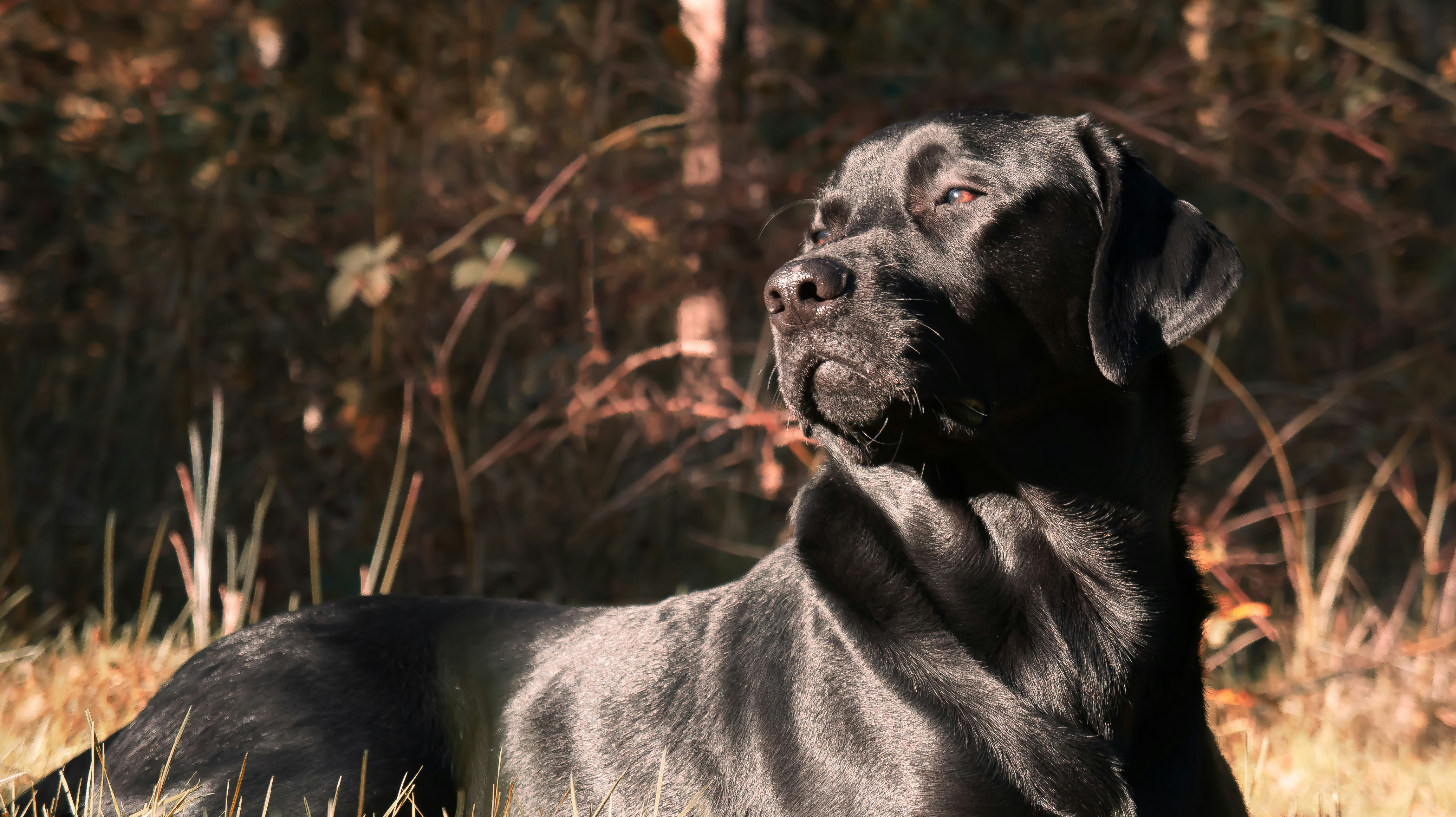 Black labrador retriever