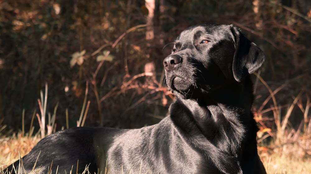 a large black dog laying in the grass