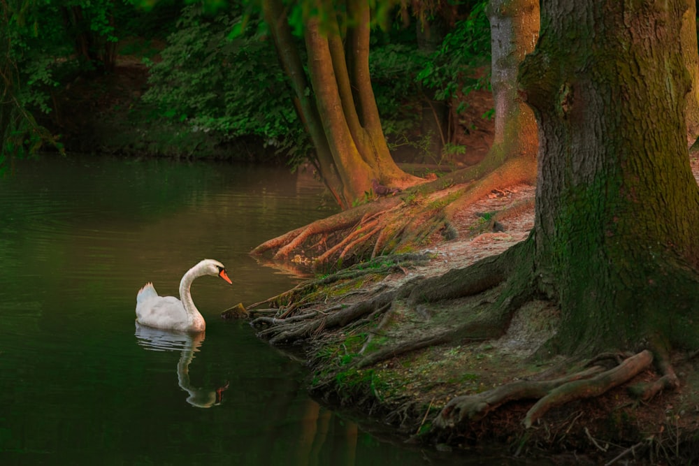 a white swan is swimming in a pond