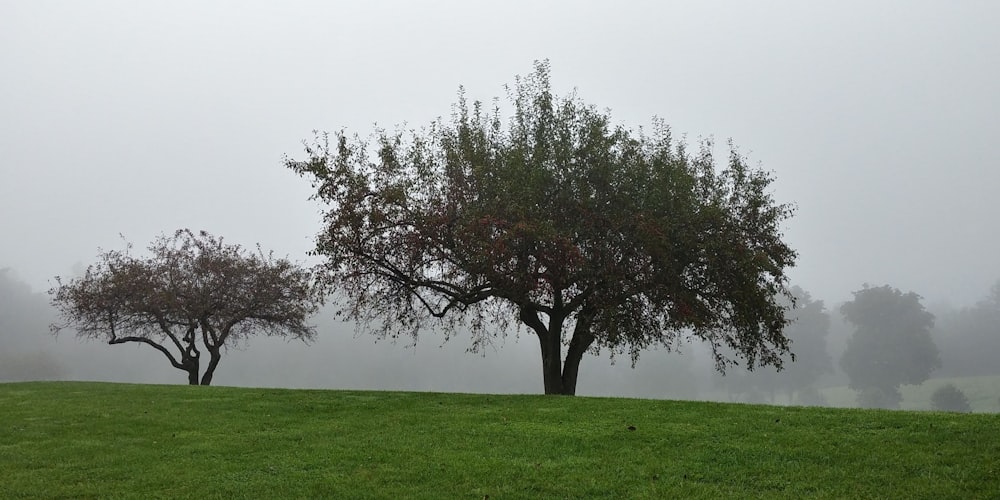 a couple of trees that are in the grass