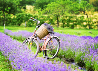 Alicia guiding a small group of cyclists along a sunlit Provençal trail with lavender fields in the background.