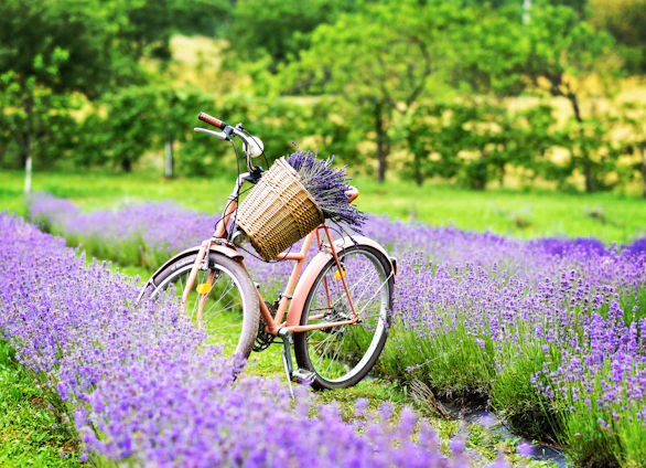 Alicia guiding a small group of cyclists along a sunlit Provençal trail with lavender fields in the background.