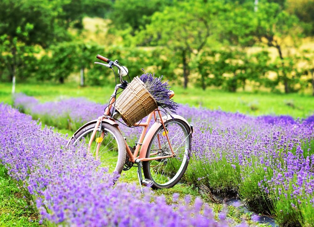 a bicycle parked in a field of lavender flowers