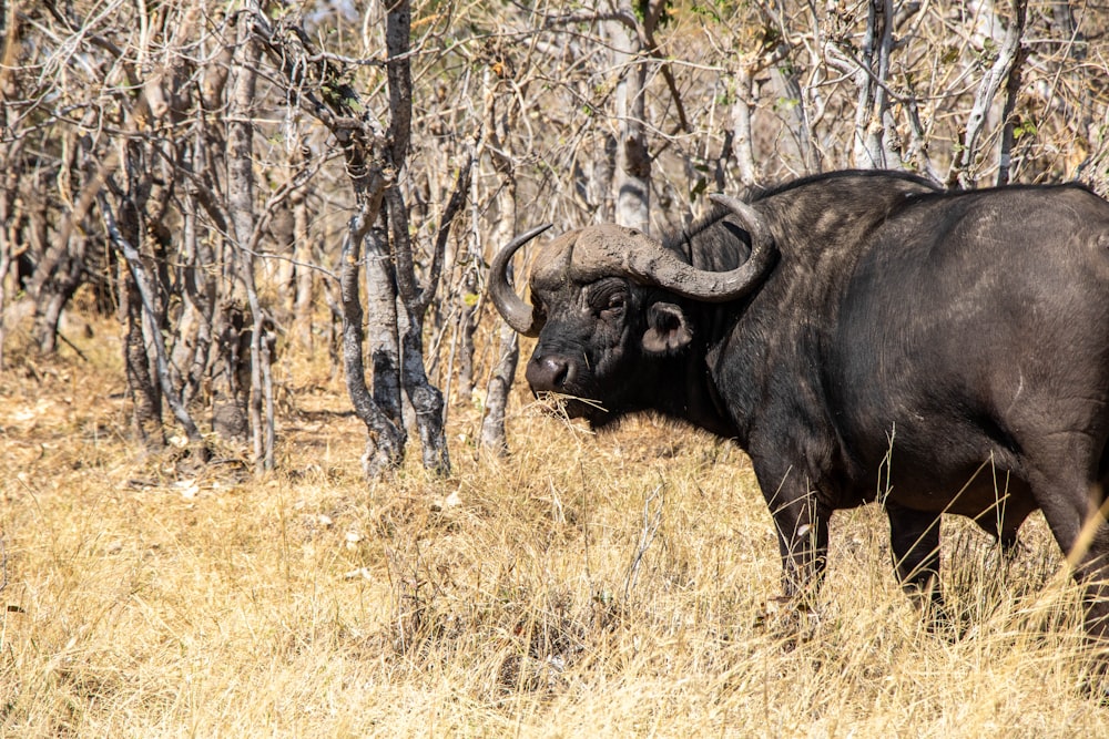 a large black bull standing in a dry grass field