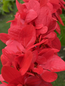 A vibrant close-up shot of a rare vintage Pokémon card from the 90s collection.